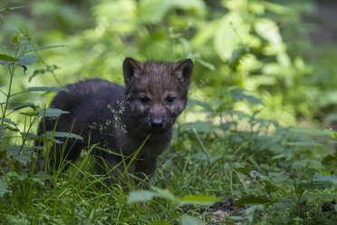 Deutschland, Bayern, Grauwolfswelpe im Wald - FOF005009