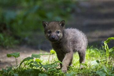 Deutschland, Bayern, Grauwolfswelpe im Wald - FOF005015