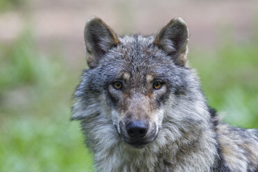 Deutschland, Bayern, Grauwolf im Wald - FOF005017