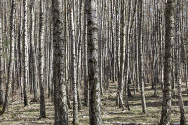 Germany, Mecklenburg Vorpommern, Grove of birch trees during spring at Muritz National Park - ATAF000015