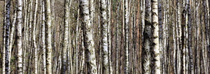 Germany, Mecklenburg Vorpommern, Grove of birch trees during spring at Muritz National Park - ATAF000014