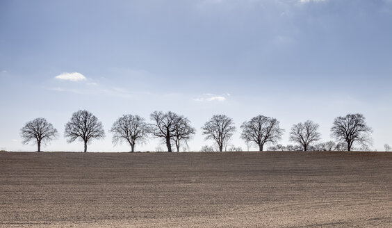 Deutschland, Mecklenburg Vorpommern, Bäume im Feld im Frühling - ATAF000013