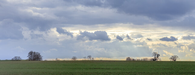 Deutschland, Mecklenburg Vorpommern, Blick auf Bäume im Feld im Frühling - ATAF000012