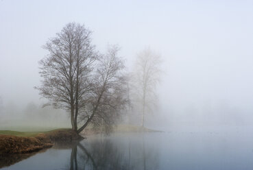 Austria, View of trees in morning fog at Mondsee Lake - WW002752