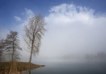 Austria, View of birch trees in morning fog at Mondsee Lake - WW002754