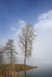 Österreich, Blick auf Birken im Morgennebel am Mondsee - WW002755