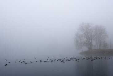 Austria, View of trees with eurasian coot in morning fog at Mondsee Lake - WW002760