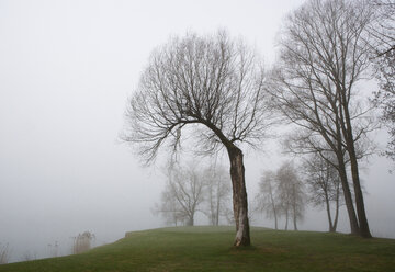 Österreich, Blick auf Bäume im Morgennebel am Mondsee - WW002765