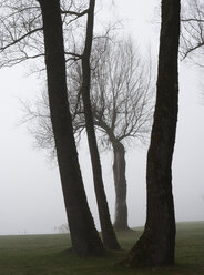 Austria, View of trees in morning fog at Mondsee - WW002766