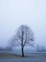 Österreich, Blick auf Bäume mit Schilf im Morgennebel am Mondsee - WWF002768