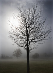 Austria, View of trees in morning fog at Mondsee - WW002770