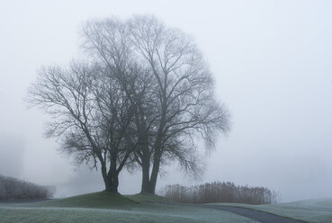 Austria, View of trees with reed in morning fog at Mondsee Lake - WWF002771