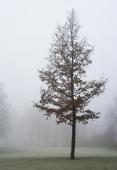Austria, View of trees in morning fog at Mondsee - WWF002772