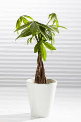 Potted plant of money tree, close up - CSF017609