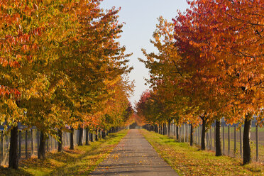 Deutschland, Baden Württemberg, Stuttgart, Allee mit Laubbäumen im Herbst - WDF001629