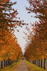 Deutschland, Baden Württemberg, Stuttgart, Allee mit Laubbäumen im Herbst - WDF001630