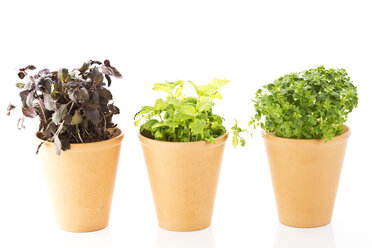 Variety of potted basils on white background, close up - MAEF006085