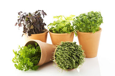 Variety of potted basils, thyme and parsley on white background, close up - MAEF006086
