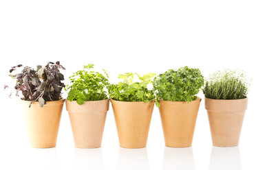 Variety of potted basils, thyme and parsley on white background, close up - MAEF006087