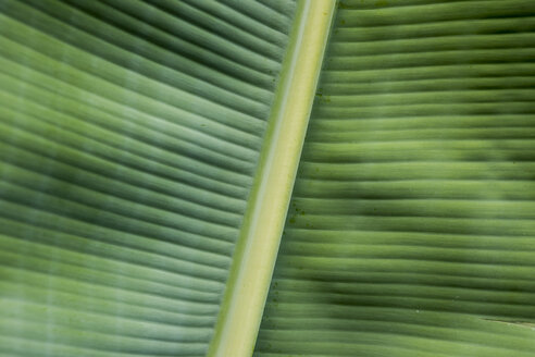 Spanien, Kanarische Inseln, Blatt einer Bananenpflanze - DISF000009