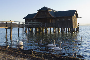 Deutschland, Bayern, Schwäne und Enten schwimmen auf dem Ammersee beim Bootshaus - CRF002324