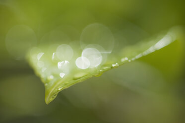 Germany, Dew drops on green leaf, close up - CRF002325