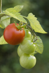 Germany, Bavaria, Green and red tomato on branch, close up - CRF002329