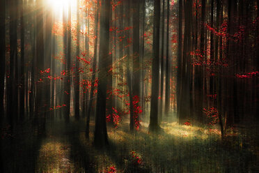 Deutschland, Baden Württemberg, Blick in den Herbstwald - BSTF000003