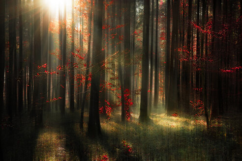 Germany, Baden Wuerttemberg, View of autumn forest - BSTF000003