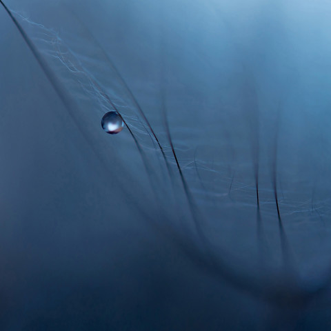 Water drop on seed, extreme close up stock photo