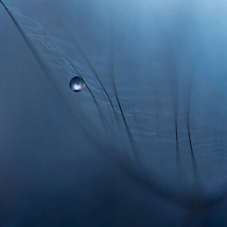 Water drop on seed, extreme close up - BSTF000009