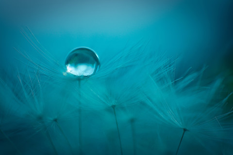 Germany, Baden-Wuerttemberg, Dandelion with water drop at dusk stock photo