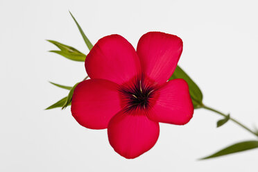 Rote Flachsblüte vor weißem Hintergrund, Nahaufnahme - CSF017756