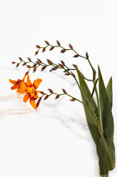 Montbretia flower against white background - CSF017759