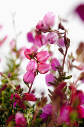 Bell heather flower against white background, close up - CSF017764