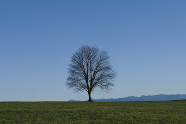 Deutschland, Bayern, Ansicht einer Landschaft mit einzelnem Baum - CRF002332