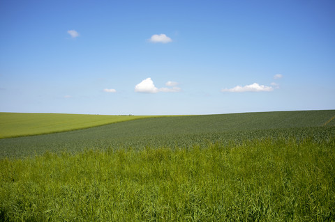 Deutschland, Schleswig Holstein, Blick auf Grünland, lizenzfreies Stockfoto