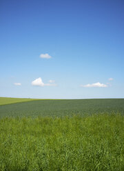 Germany, Schleswig Holstein, View of grassland - TKF000017
