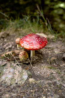 Germany, Fly agaric toadstool, close up - TKF000021