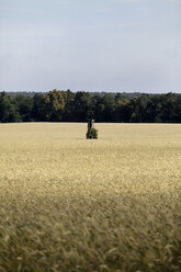 Deutschland, Mecklenburg Vorpommern, Blick auf Maisfeld - TK000023