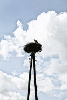 Deutschland, Mecklenburg Vorpommern, Storchenvogel im Vogelnest gegen Himmel - TKF000028