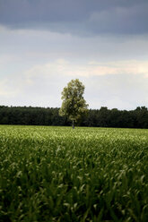 Deutschland, Mecklenburg Vorpommern, Blick auf einen einzelnen Baum zwischen Feldern - TKF000029