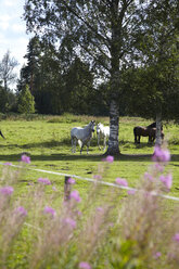 Schweden, Pferde auf Gras stehend - TK000042