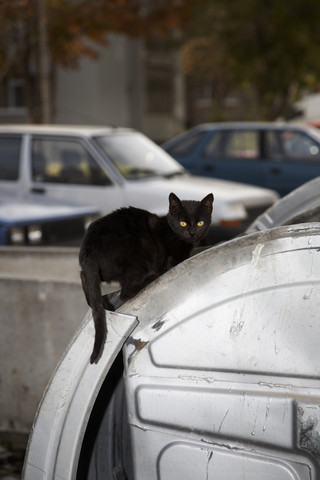 Bulgarien, Schwarze Katze auf Auto, lizenzfreies Stockfoto