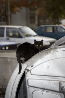 Bulgaria, Black cat on car - TK000048