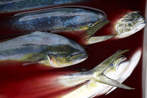 Italien, Catania, Tote Fische im Wasser, Nahaufnahme, lizenzfreies Stockfoto