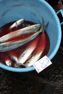 Italien, Catania, Tote Fische im Eimer - TKF000070