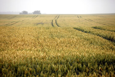 Deutschland, Mecklenburg Vorpommern, Maisfeld im Sommer - TK000109