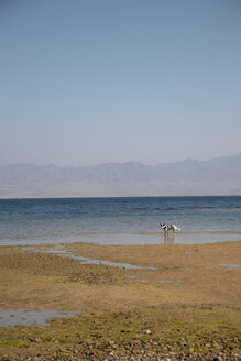 Ägypten, Hund am Strand - TK000090