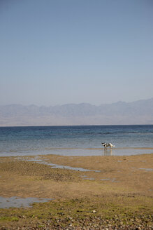 Egypt, Dog at beach - TK000090